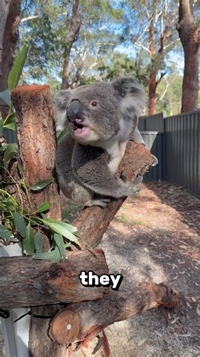 Cat Brain vs Koala Brain 😱