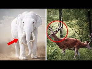 Top 10 Rare and Bizarre Animals in the World! - You Were Never Meant to See These