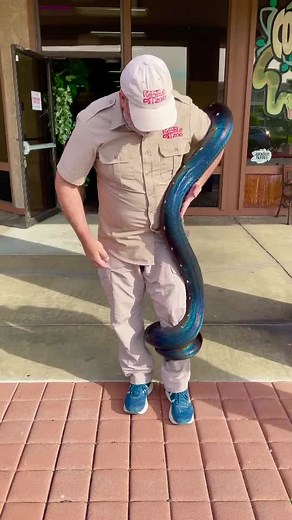 Meet Domino, the black rainbow snake with perfect white polkadots 😍 #snake #rainbow #beautiful #nature
