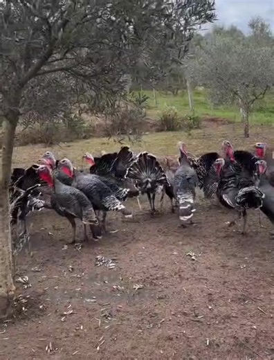 Nê Shqipëri i thërrasin gjela Deti, në Kosovë qurana, nga rjedh edhe fjala popullore ; Sa pata qura e qurana ,pata miq pata jarana, u sosen qurat e quranat humbën miqtë e jaranat | Toka Jonë