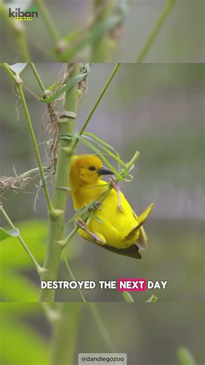 The World’s Best Bird Builders 🐦✨ | Weaver Bird Nests