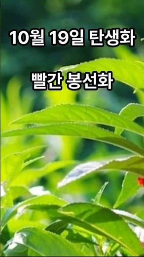 10월 19일의 탄생화 이야기 #빨간봉선화 #생일꽃 #예쁜꽃 #탄생화