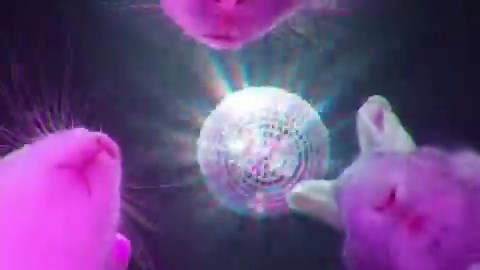 Bunny party gif that is NOT AI slop!!