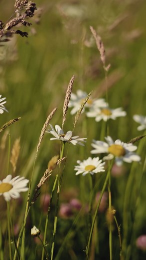 Modern living, smart layouts, and unbeatable prices. Coming soon. | Wadan Developments