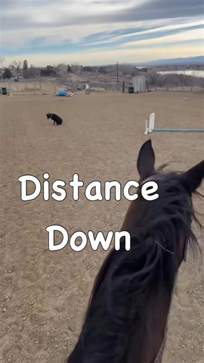 Pavlov Dog Training on Instagram: "DISTANCE DOWN. Training steps for an 80’ Distance Down whilst horseback riding. 🐎 1. Food lure. 2. Downwards leash-pressure as a physical cue. 3. Remote electronic collar-pressure, as a physical cue. (@ close range) 4. Remote e-collar pressure (@ 80’ distance) This created an off-leash down, at a 80’ distance, while Trainer Chelsea simultaneously trains her 🐎 ."