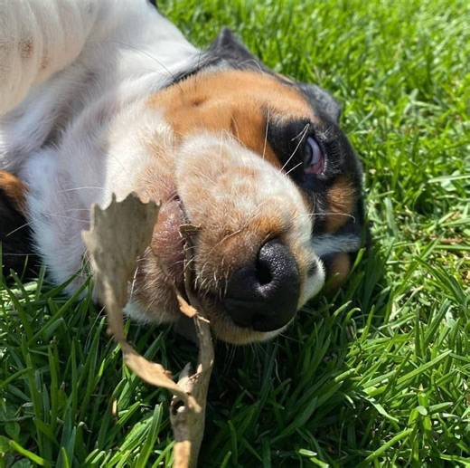 Foglino Pairia | Bella is a 8-week-old Basset Hound puppy looking for a loving home. She is very sweet, friendly, and gets along well with other dogs and... | Instagram