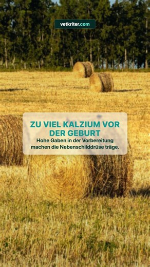 Milchfieber bei Kühen: Der fatale Kalzium-Irrtum