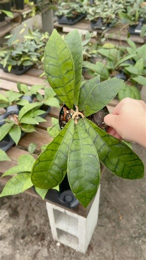 20% off all Hoya through Sunday 1/18 on groovygrowing.com 👀 #groovygrowing #hoyaplant