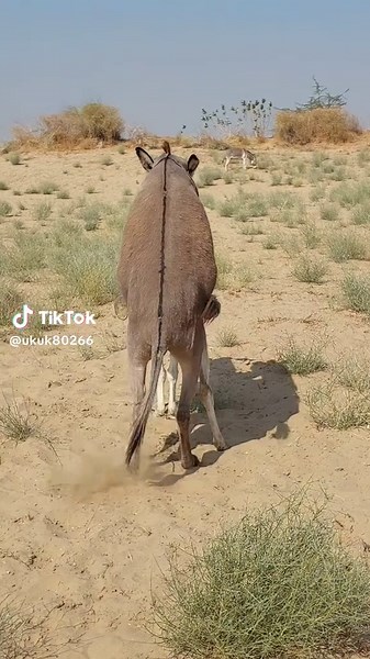 Understanding Donkey Behavior and Traits