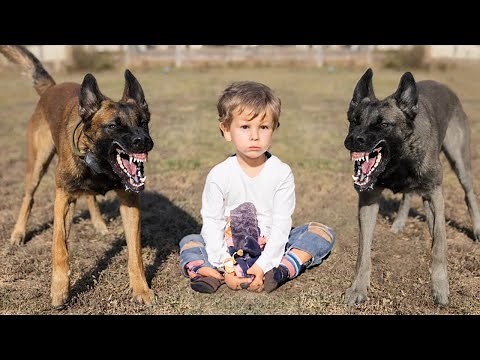 10 Dogs That Will ALWAYS PROTECT YOU With Their Life - No Matter What 💯