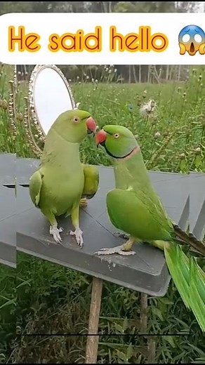 Talking Parrot Saying Hello #animals #funny #birds