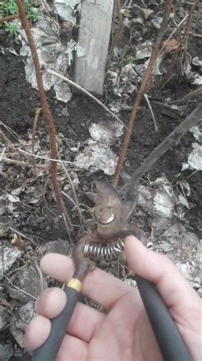 Pruning Raspberries #gardening #raspberries #garden