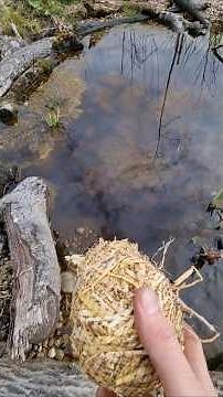 How to reduce Algae Organically in a Pond