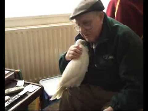 Owner reunited with stolen Cockatoo