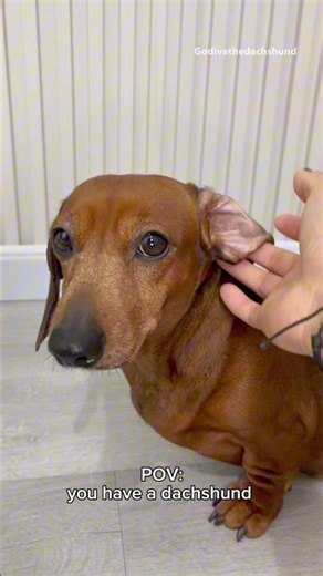 When you have a dachshund dog #dogs #dog