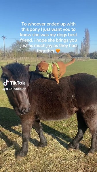 Dog Friendly Shetland Ponies for Sale Recommendations