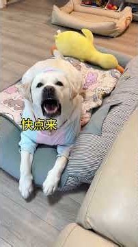 拉宝，我也想去店里！#萌宠出道计划 #无障碍交流 #狗狗的心思都写在脸上了