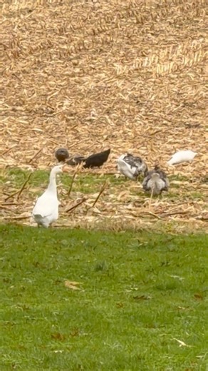 And this is what I mean when I say they LOVE the cornfield 🪱 | Amanda Smith