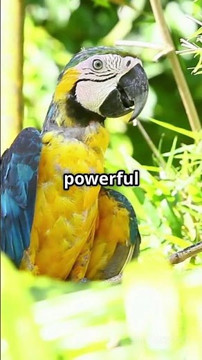 Discover The Hidden Wonders Of Macaws! |#facts |#knoweledgefacts |#knowledgism