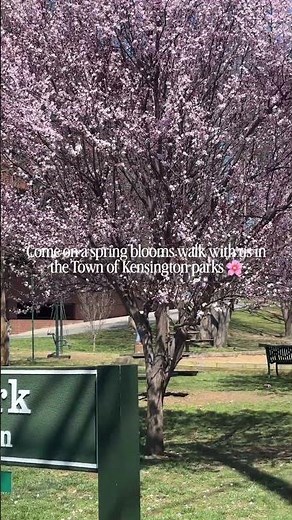 Spring Blooms in the Town of Kensington Parks (Maryland)