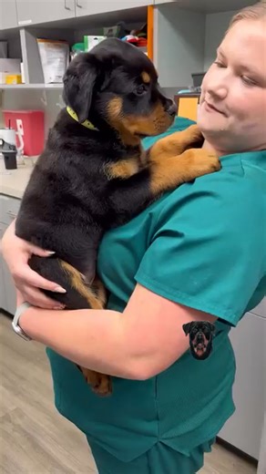 8.3K views · 248 reactions | Meet Sasha! She is an 8 week old Rottweiler Puppy that is already a wopping 15.38lbs!!!!! She is soo sweet and soo adorable we fell in love! We especially loved her little head tilt for the camera!!! #harveyanimalhospital #weloveourpatients #michiganvet #puppiesofinstagram #puppies #rottweiler #rottiepuppy #rottie | Rottweiler Nation | Facebook
