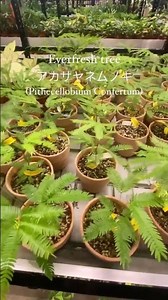 Everfresh tree #everfresh #plant #PithecellobiumConfertum