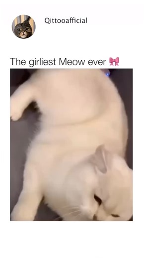 QittoOfficial on Instagram: "The Cat Who Saved a Family from a Fire In 2014, a brave cat named Tara from California became a worldwide hero after saving her 4-year-old owner from danger. One afternoon, the boy, Jeremy, was playing on his bike outside when a neighbor’s dog suddenly attacked him — biting his leg and dragging him to the ground. Before anyone could react, Tara sprinted across the yard, launched herself at the dog, and chased it away. Security cameras caught everything — the fearless