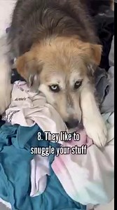 12M views · 7.3K reactions | 9 signs your dog has imprinted on you. Despite all the hecks and bamboozles you're still our favorite human, happy 44th birthday Becky! | The Half Husky Bros | Facebook