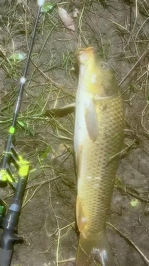Caught a Carp the Size of My Fishing Rod!