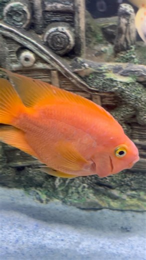 Parrotfish 🐠| #parrotfish #parrotfishtank #parrotfishcare #fish #fishtank #ytshorts #shorts #viral