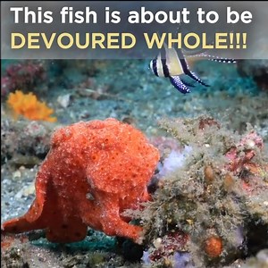 5.8M views · 8.9K reactions | Scary!!! Frogfish Eats Nemo | Scuba Diver Life | Facebook