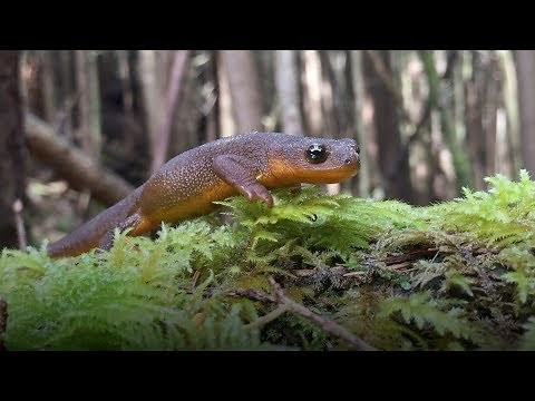 A Cute Newt with a Toxic Superpower