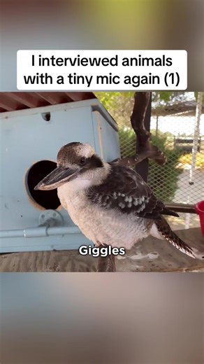 Tiny Mic Interviews with Exotic Animals
