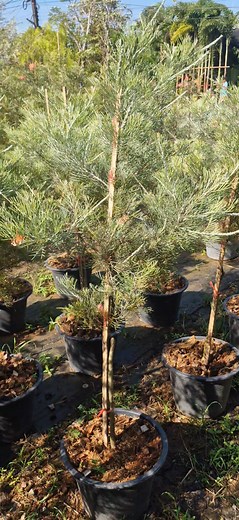 Grevillea Scarlet Moon เกรวิลเลียแดงเม่น รุ่นกระถาง 15" สูง 1.50 ม. ราคาต้นละ 1,500 บาท รุ่นนี้รับหน้าร้านได้เลยจร้าาา🥰 ตลาดต้นไม้บ้านดงบังซอย 5 สาขา 3 #ต้นไม้ #เกรวิลเลีย #Grevillea #ไม้ออสเตเลีย #ไม้ต่างประเทศ #ปักหมุด สวนฉันทนาการ์เด้น https://goo.gl/maps/43y8uinKK1jKG7A49?g_st=afp 📞0819823918(จี) ID Line 0819823918 เปิดทุกวันเวลา 8.00-18.00 น. พิกัด จ.ปราจีนบุรี | ร้านฉันทนาพันธุ์