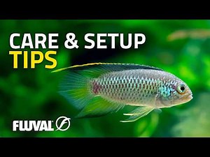 Exploring Dwarf Cichlid Diversity | Part 1: South America