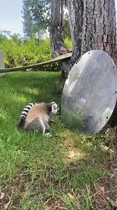 1.9M views · 2.5K reactions | Who is this new lemur I see, staring...
