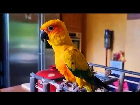USA Sun Conure Parrot Funny Dance 💃 | Parrot Funny Moments |#parrot