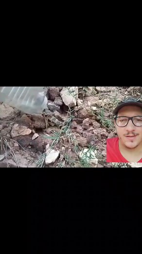 The Leopard gecko is one of the most popular pet reptiles in the world #leopardgecko #gecko #pet #fyp #nature #educational #reptile #lizard #desert #wildsideofpets #greenscreenvideo #greenscreen