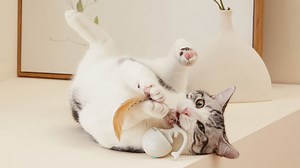 Watch Interactive Automatic Moving Cat Toy Ball on Amazon Live