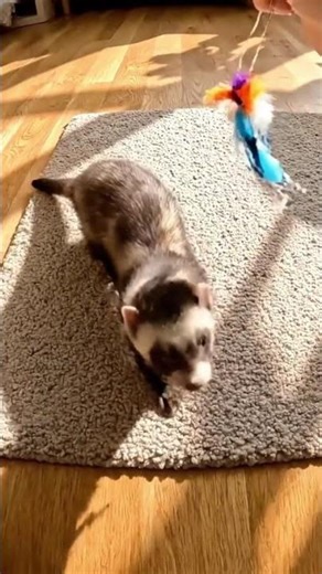 energetic ferret playful moment