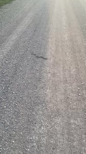 Slender Glass Lizard In The Road!! - - - - - #lizard #LizardLife #lizardlover #lizards #leglesslizard #glasslizard #slenderglasslizard #herpetofauna #herpetology #herps #herping #animalvideos #animals #animallover #wildlife #nature #wildlifeconservation #natureconservation #naturelovers #conservation #interpreters #interpreter #interpreting #interpretation #texasparksandwildlife #parkranger #stateparks #hiking #camping #outdoors | Lake Livingston State Park - Texas Parks and Wildlife