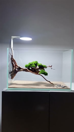 Levitating bonsai for a freshwater aquarium with easy and quick installation. #aquarium #bonsai