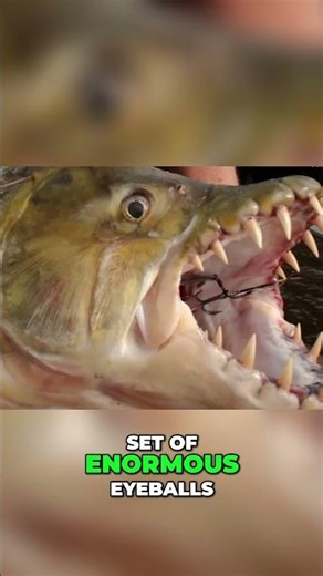 Goliath Tigerfish: Jaws, Eyes, and the Fear It Inspires #shorts