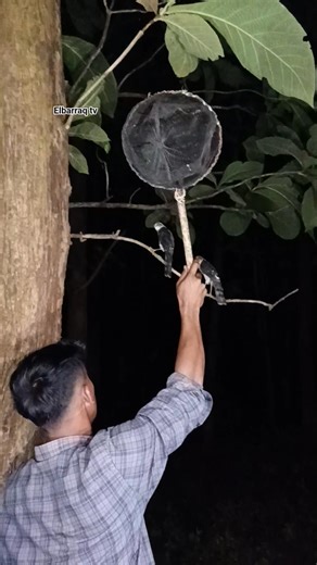 catching birds using a net #shortvideo #birds #animals #viralshort