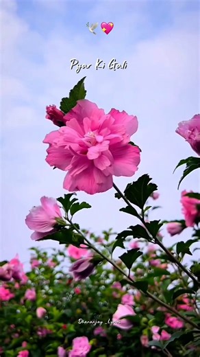 pyar ki gali my love special