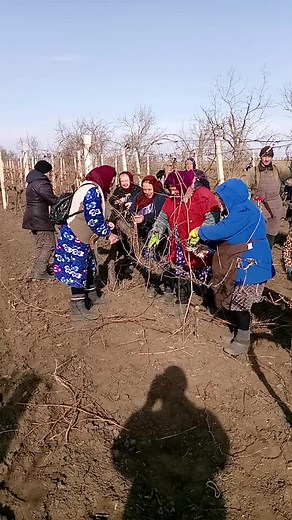 Vineyard Maintenance Techniques for Optimal Harvest