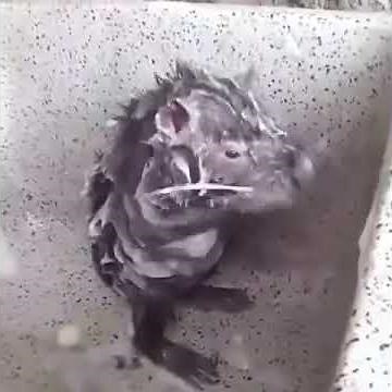 Rat washing itself