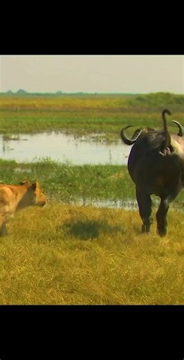 761K views · 2K reactions | Just wondering how a Lion can hold such a big adult buffalo #animals #animalsattack #hunting #wildlife #wildlifephotography #animalswildlife | ABMCI Mission Bouaké | Facebook