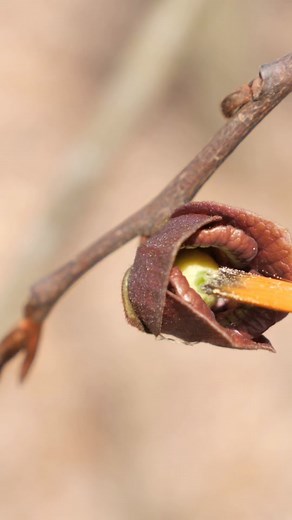 How to get WAY more wild paw paw fruit! This concludes our mini paw paw saga! Check the other two videos to learn how to scout for it by their flowers AND to learn more about the biology of these incredible trees. I hope you learned something new! You can find Paw Paw (Asimina triloba) and many other wild fruit trees on my foraging calendar to learn when they will bloom (to easily find them) and fruit (to forage them)! I use it all the time. 😄 (Link in my bio) #pawpaw #asiminatriloba #foraging