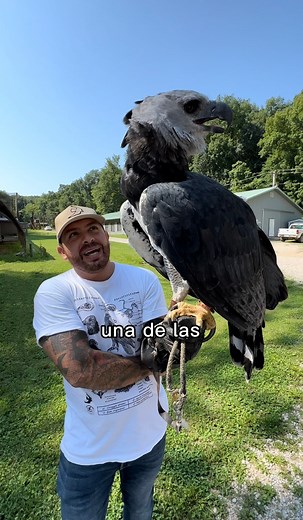 1M views · 47K reactions | Águila Arpía o Harpía, una de las aves de presa más grandes y fuertes del mundo ️ 襁 bajo resguardo en World Bird Sanctuary #reel #fyp #harpyeagle | Raptor Behavior | Facebook